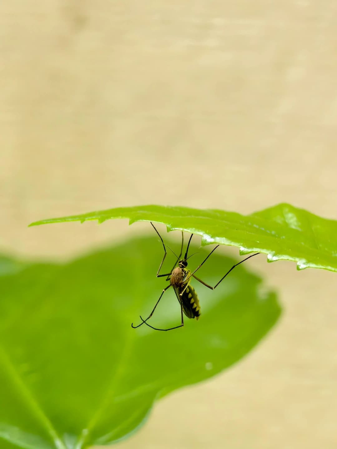 El ciclo vital del mosquito: cómo se reproduce, cuándo pica y por qué vuelve cada año
