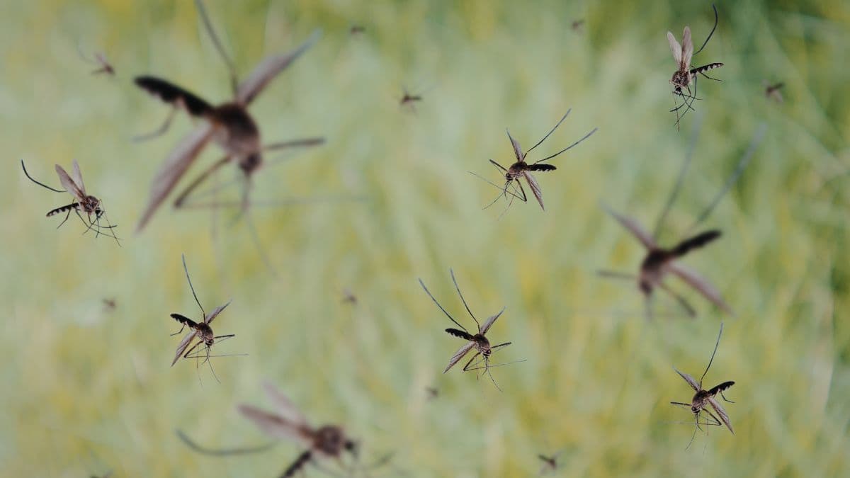 ¿A qué hora salen los mosquitos? Horarios y momentos de mayor actividad