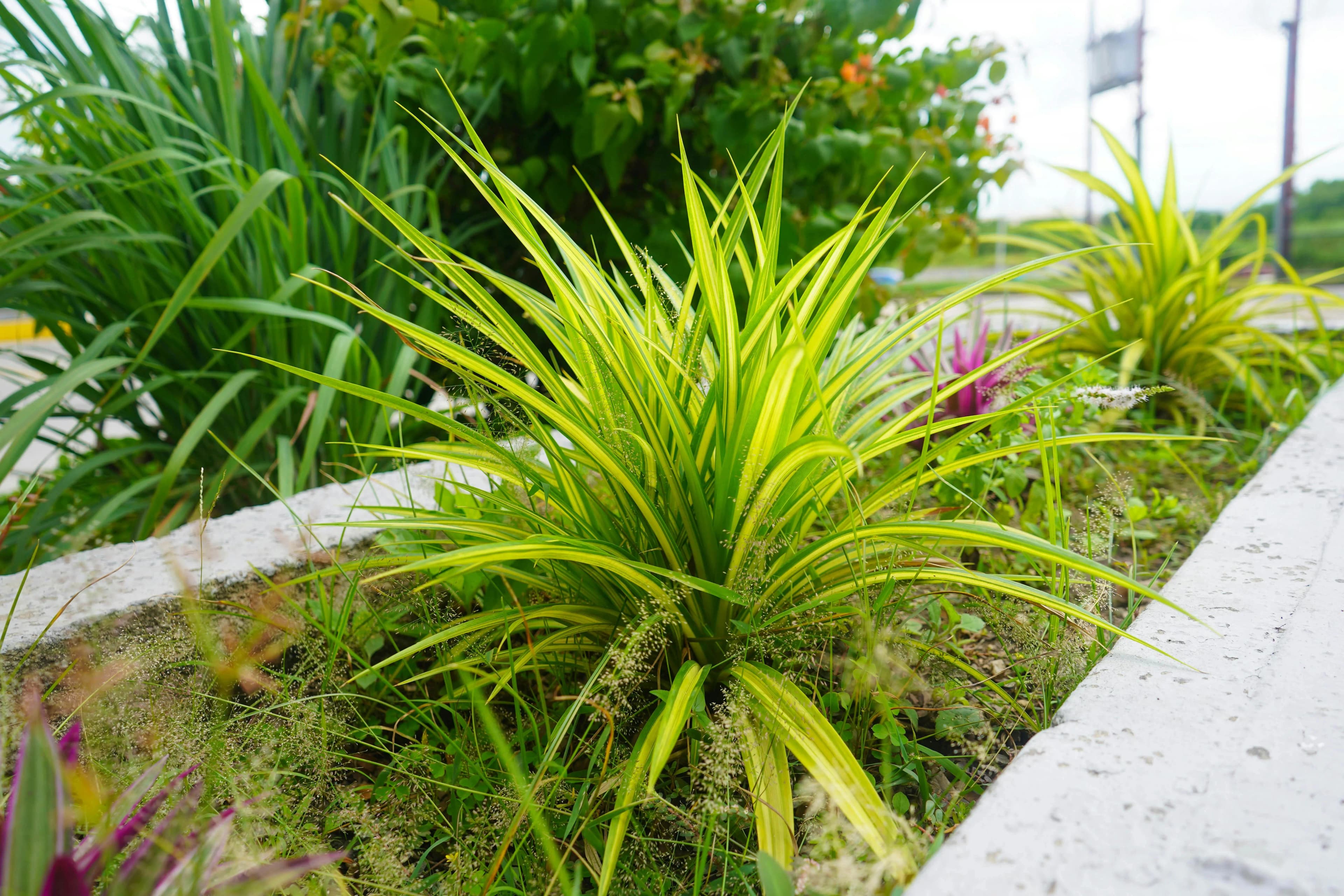 Sistemas de nebulización contra mosquitos: potencialidades y límites reales